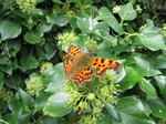 SX24682 Comma (Nymphalis c-album) on Ivy (Hedera Helix) flower.jpg